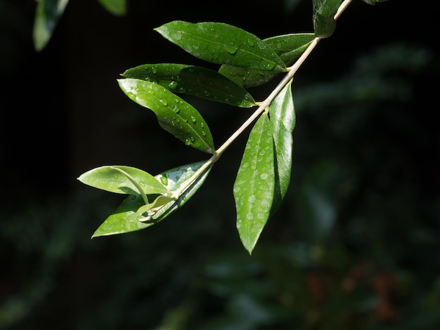 Close-up van natte bladeren