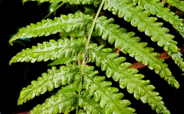 Foto close-up van natte bladeren