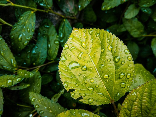 Foto close-up van natte bladeren