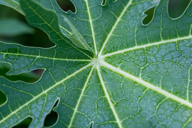 Close-up van natte bladeren