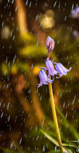 Foto close-up van natte bloemen die buiten bloeien