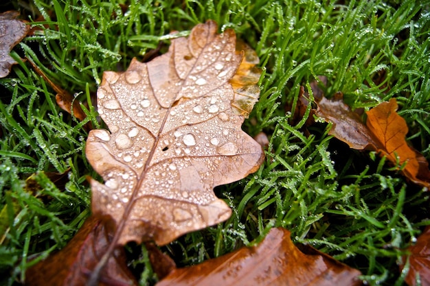 Foto close-up van natte droge bladeren op het veld