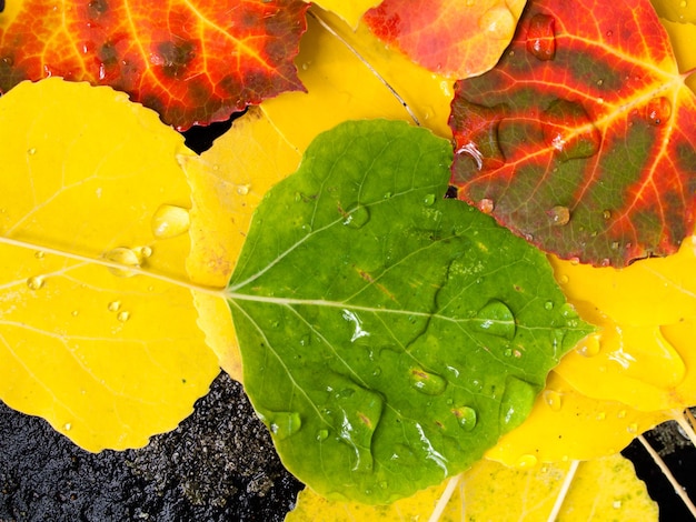 Close-up van natte kleurrijke gevallen espbladeren in de herfst.