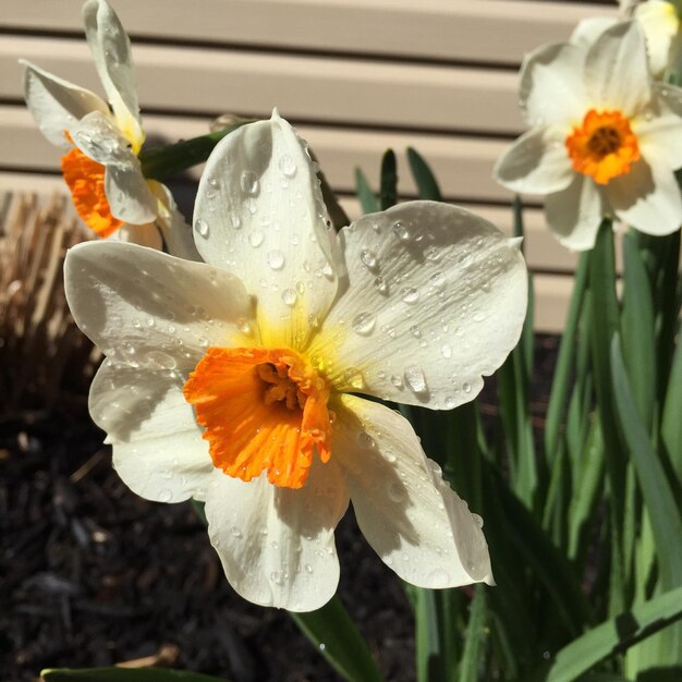 Foto close-up van natte narcissus