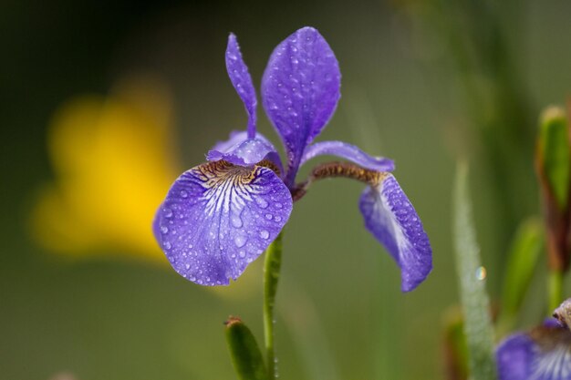 Foto close-up van natte paarse iris