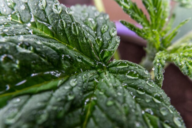 Foto close-up van natte plantbladeren tijdens het regenseizoen