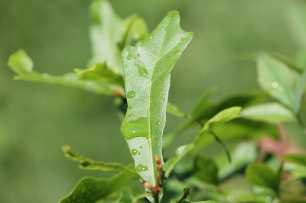 Close-up van natte plantbladeren