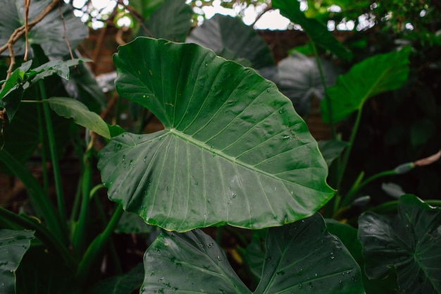 Close-up van natte plantbladeren