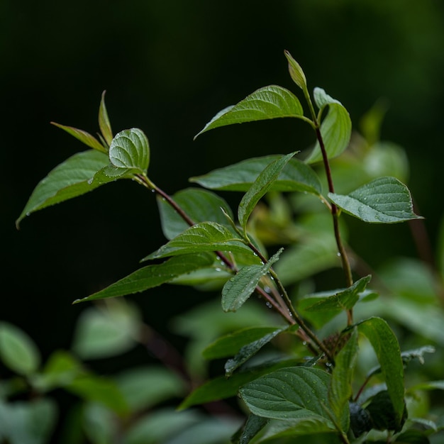 Close-up van natte planten tijdens het regenseizoen