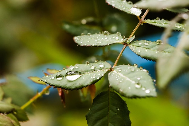 Foto close-up van natte planten