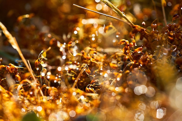 Close-up van natte planten