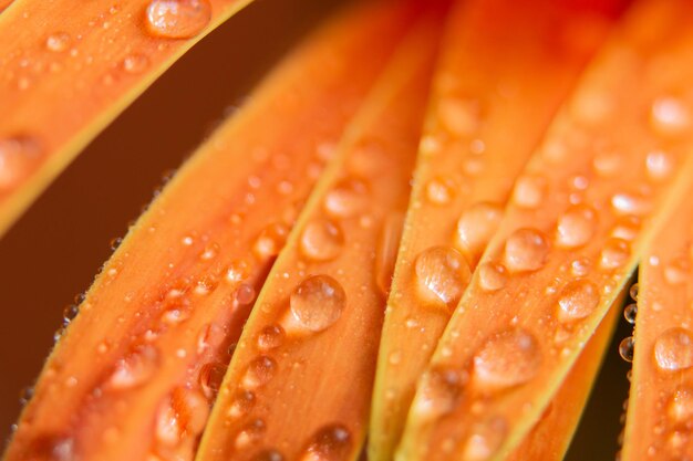 Foto close-up van natte sinaasappelbloembladeren