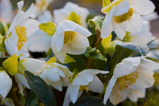 Close-up van natte witte bloeiende planten