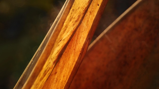 Foto close-up van natuurlijk gedroogd blad