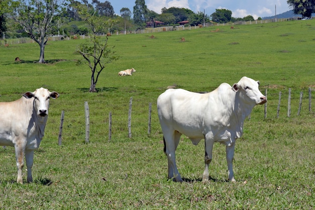 Foto close-up van nellore-kalf in de wei met bomen. staat sao paulo, brazilië