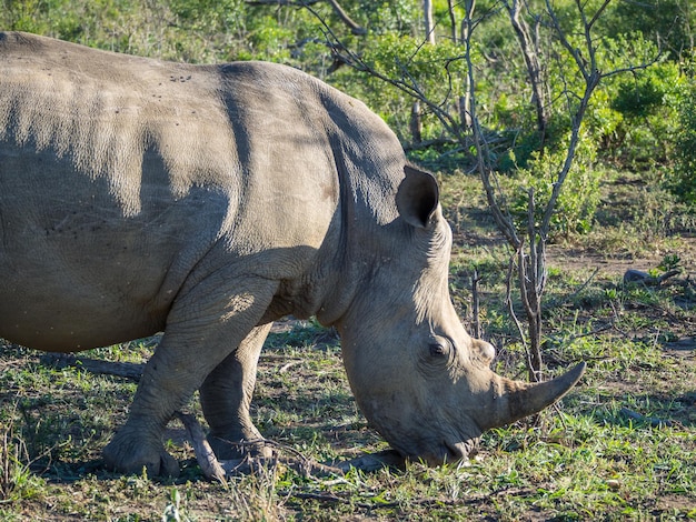 Close-up van neushoorns in een nationaal park in Zuid-Afrika