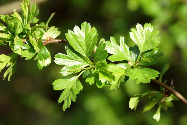 Foto close-up van nieuwe bladeren in het voorjaar op boom