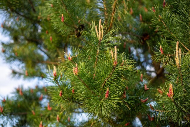 Close-up van nieuwe spruiten op pijnbomen