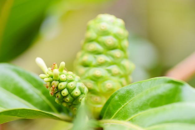 Close-up van nonifruit in aard