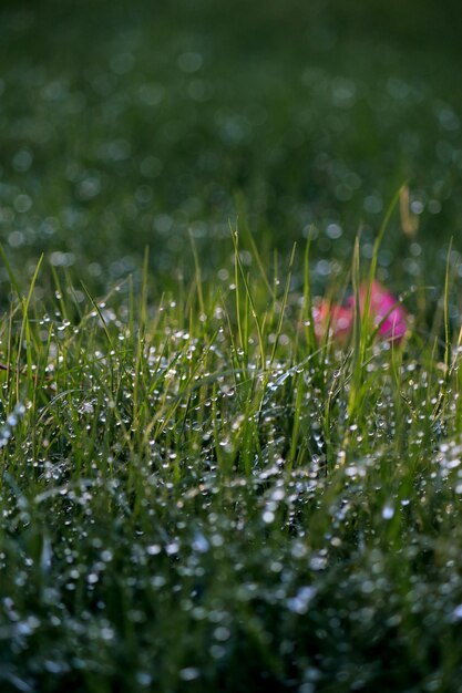 close-up van ochtend waterdruppels dauw op groen gras, achtergrond