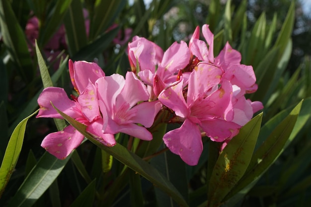 Close-up van Oleander nerium felroze bloemen in bloei groene bladeren op de takken