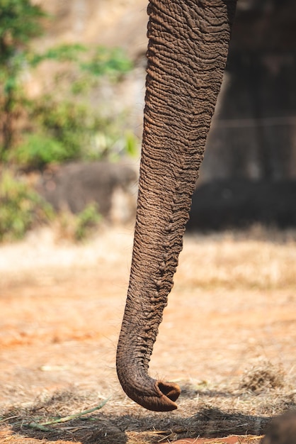 Close-up van olifanten van wilde dieren en zoogdieren met slurf naar boven gericht wandelen en voedsel vinden in het bos