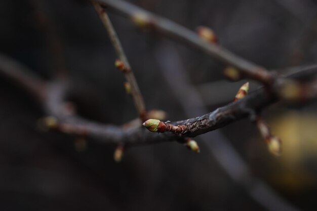 Close-up van ongeopende kleine groene knop die groeit op een appelboomtakje op een donkere onscherpe achtergrond Natuurschoonheid Begin van het verbazingwekkende bloeiseizoen Tijd voor natuurliefhebbers om voor planten te zorgen
