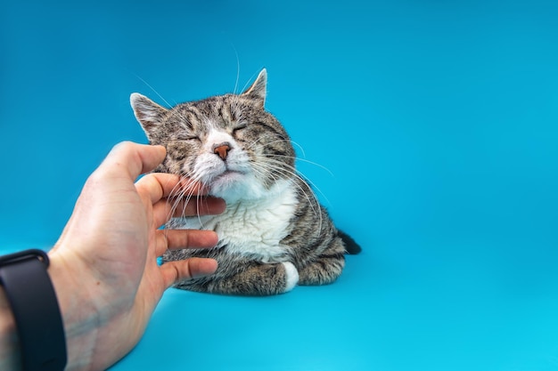 Close up van onherkenbare man die oude kat streelt