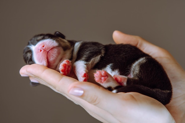 Close-up van onherkenbare menselijke handen die zorgvuldig een kleine puppy van een Welsh corgi-hond vasthouden met nauwe ogen