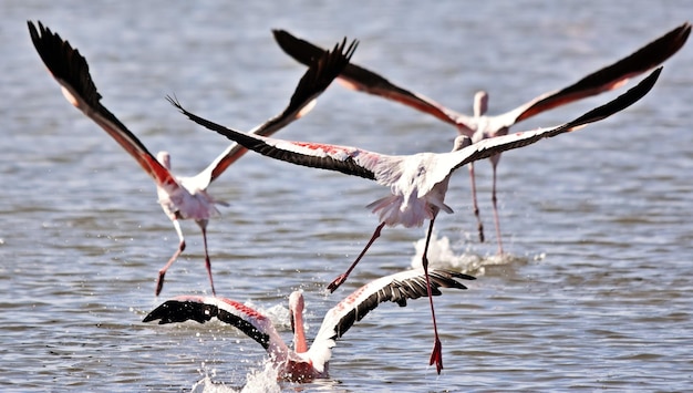 close-up van opstijgende flamingo's