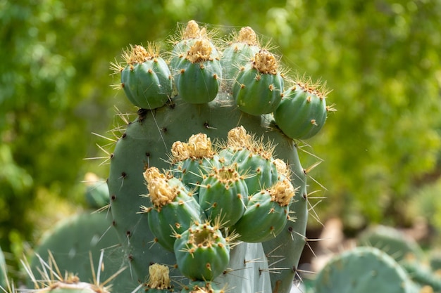 Close-up van Opuntia, gewoonlijk stekelige peer genoemd, is een geslacht in de cactusfamilie Cactaceae