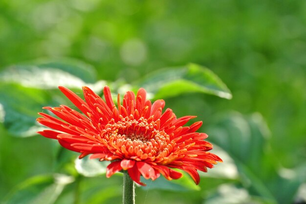 Foto close-up van oranje bloeiende buiten