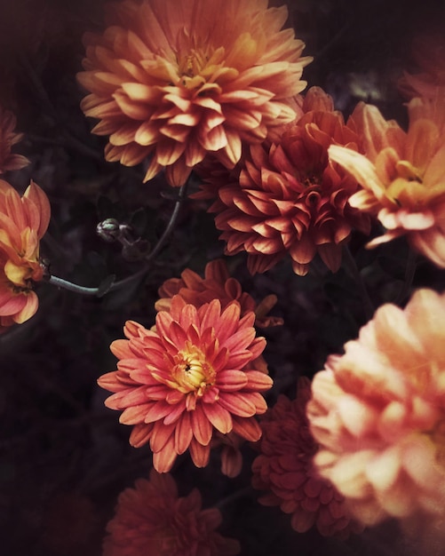Close-up van oranje bloemen die buiten bloeien
