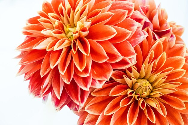 Close-up van oranje dahlia