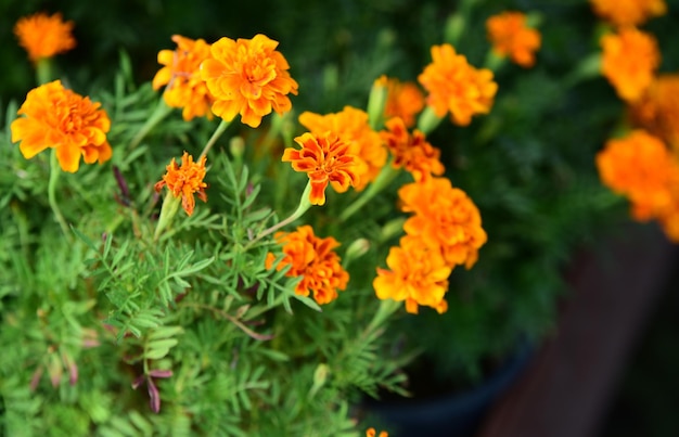 Foto close-up van oranje goudsbloemen