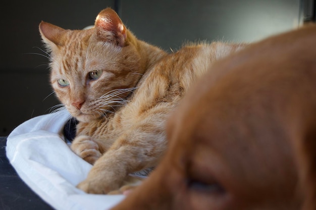 Close-up van oranje kat in een bed met een hond ongericht