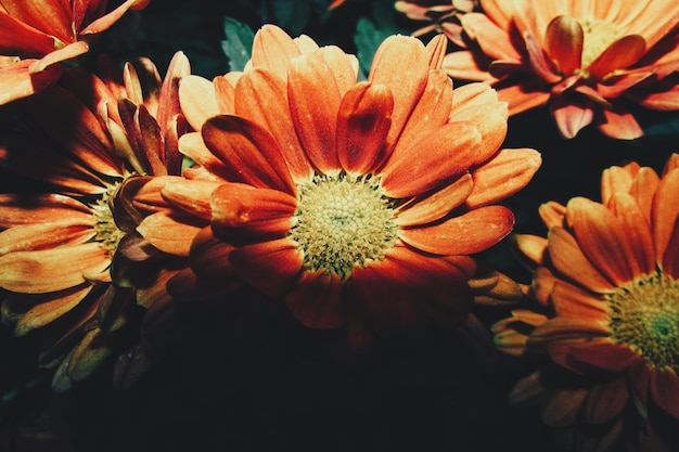 Close-up van oranje madeliefjesbloemen