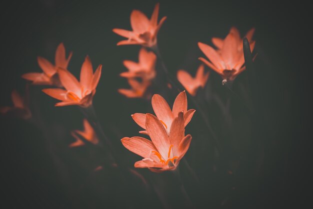 Foto close-up van oranje roze bloem