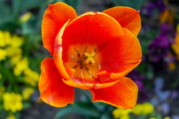 Close-up van oranje stuifmeel tulp bloem