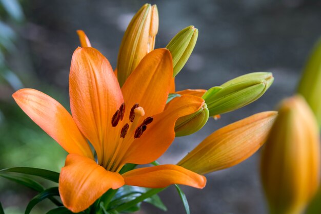 Close-up van oranje Tijgerlelies die in een tuin in Wales bloeien