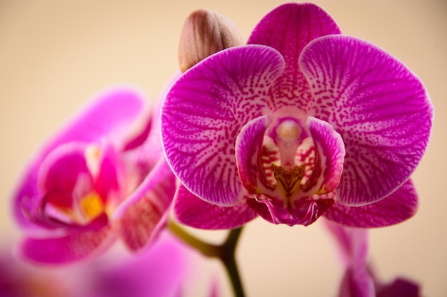 Close-up van orchideeën die in de open lucht groeien