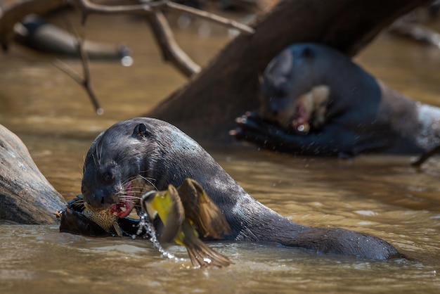 Close-up van otters die in het water eten