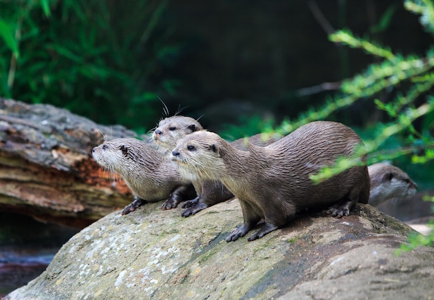 Close-up van otters op de rots