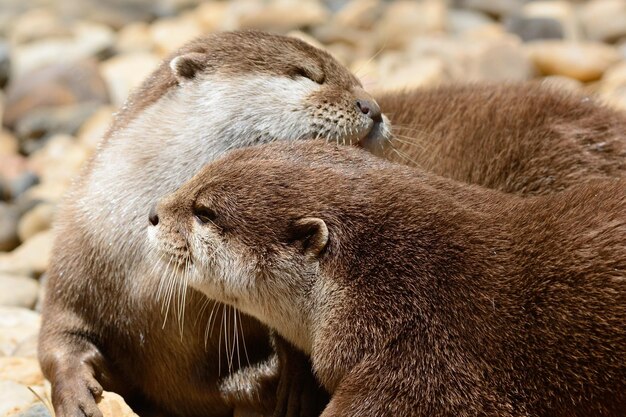 Close-up van otters.