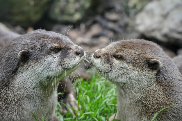 Foto close-up van otters