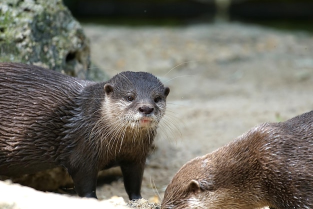 Foto close-up van otters