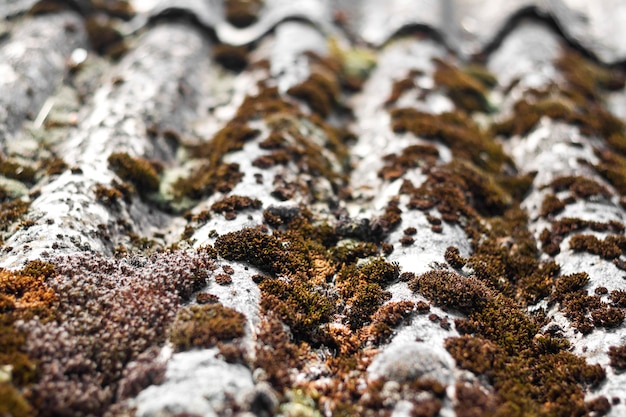 Close-up van oud die leidak met droog mos en korstmos wordt behandeld