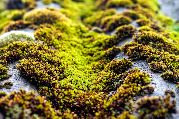 Close-up van oud die leidak met groen mos na de regen wordt behandeld