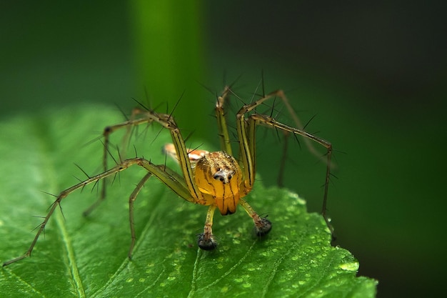 Close-up van Oxyopes salticus of bekend als de gestreepte lynxspin