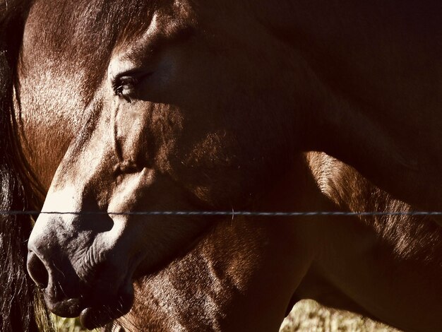 Close-up van paard bij hek